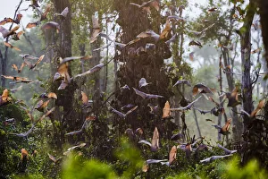 Straw-coloured fruit bats (Eidolon helvum) returning to daytime roost at sunrise