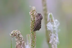 Lepidoptera Prints: Straw underwing moth (Thalpophila matura) resting, Switzerland. August