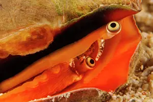Cryptic Prints: Strawberry conch (Conomurex luhuanus) portrait