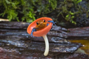Fungus Gallery: Strawberry poison dart frog (Oophaga / Dendrobates pumilio) sitting in cup fungus