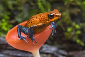 Phil Savoie Collection: Strawberry poison dart frog (Oophaga / Dendrobates pumilio) in cup fungus, La Selva Field Station