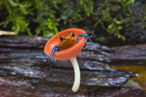 Dendrobatidae Prints: Strawberry poison dart frog (Oophaga / Dendrobates pumilio) sitting in cup fungus