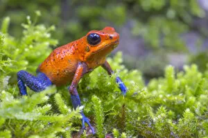 Rainforest Gallery: Strawberry poison dart frog (Oophaga pumilio) La Selva Field Station, Costa Rica