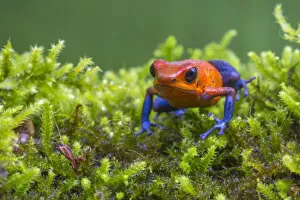 Amphibian Gallery: Strawberry poison dart frog (Oophaga pumilio - aka Dendrobates pumilio) La Selva Field Station