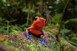 Aposematism Prints: Strawberry poison dart frog (Oophaga pumilio) blue jeans morph