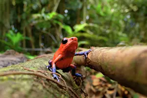Aposematism Prints: Strawberry poison dart frog (Oophaga pumilio) blue jeans morph