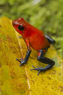 Slimy Prints: Strawberry poison-dart frog, (Oophaga pumilio / Dendrobates pumilio), Costa Rica