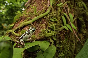 Dendrobatidae Prints: Strawberry poison-dart frog (Oophaga pumilio) sitting on leaf and looking at tree trunk