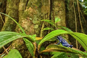 Dendrobatidae Prints: Strawberry poison-dart frog (Oophaga pumilio) sitting on leaf and looking at tree trunk