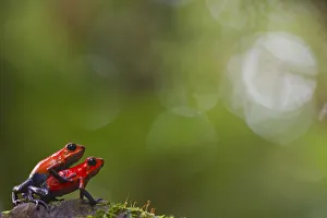 Dendrobatidae Prints: Strawberry poison frog (Oophaga pumilio) pair mating, Sarapiqui, Heredia, Costa Rica