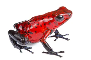 Strawberry poison frog (Oophaga pumilio) photographed on a white background in mobile field studio