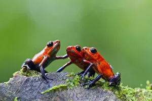 Lucas Bustamante Gallery: Three Strawberry poison frogs (Oophaga pumilio) on rock, Sarapiqui, Heredia, Costa Rica