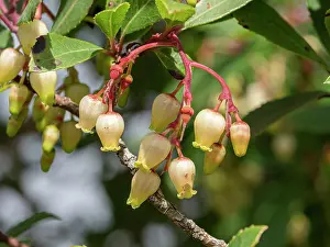 Ericales Prints: Strawberry tree (Arbutus unedo) in flower, Lago di Corbara, Umbria, Italy. November