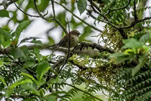 Fiji Prints: Streaked fantail (Rhipidura verreauxi) perched on branch in rainforest