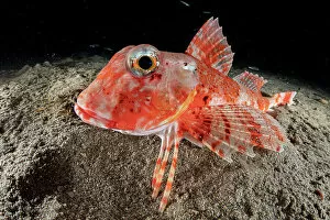 Bony Fish Gallery: Streaked gurnard (Trigloporus lastoviza) portrait, Marine Protected area Punta Campanella
