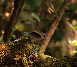 Uttarakhand Prints: Streaked laughingthrush (Trochalopteron lineatum) perched on mossy stump