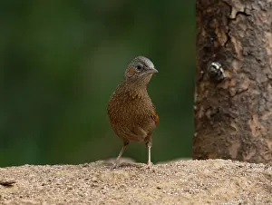 Uttarakhand Prints: Streaked laughingthrush (Trochalopteron lineatum) portrait, Sattal, Uttarakhand, India