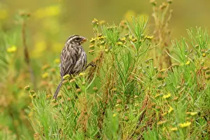 Carduelinae Prints: Streaky seedeater (Serinus striolatus) perched on small shrub feeding on flowers in montane grassland