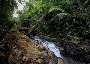 Verdant Prints: Stream flowing over rocks amongst dense cloud forest vegetation