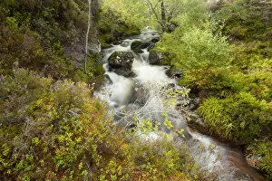 Stream running through wooded gorge. Abernethy NNR, Cairngorms National Park, Scotland
