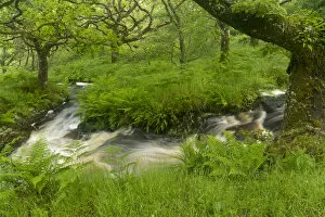 2019 June Highlights Gallery: Stream in spate in native oak woodland in summer, Clonaig, Kintyre, Argyll, Scotland, UK, July 2015
