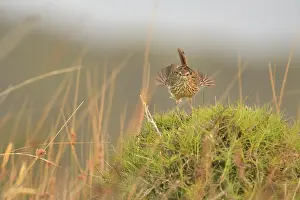Speckled Prints: Striated fieldwren (Calamanthus fuliginosus) perched on grass hummock ruffling its wing feathers