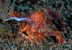 Moluccas Prints: Striated frogfish (Antennarius striatus) using its bifurcated