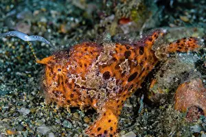 Moluccas Prints: Striated frogfish (Antennarius striatus) using its bifurcated