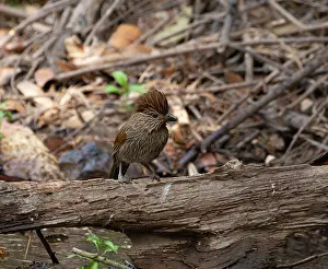 Uttarakhand Prints: Striated laughingthrush (Grammatoptila striata) perched on dead branch