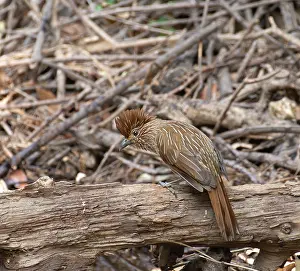Uttarakhand Prints: Striated laughingthrush (Grammatoptila striata) perched on dead branch