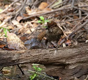 Uttarakhand Prints: Striated laughingthrush (Grammatoptila striata) perched on dead branch