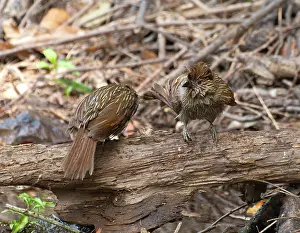 Uttarakhand Prints: Two Striated laughingthrushes (Grammatoptila striata) perched on dead branch