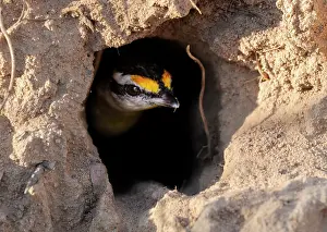 Emergence Prints: Striated pardalote (Pardalotus striatus) emerging from burrow