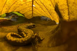 Strinatii lungless salamander (Speleomantes strinatii) hiding under chestnut leaves into