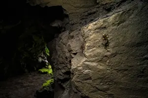 Caudata Prints: Strinati's cave salamander (Speleomantes strinatii) climbing up rock near entrance in cave
