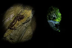 Strinati's cave salamander (Speleomantes strinatii) inside a cave with the cave's entrance visible on the right of the image. Genoa, Italy