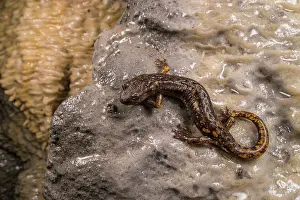 Caudata Prints: Strinati's cave salamander (Speleomantes strinatii) resting on mineral deposits in cave