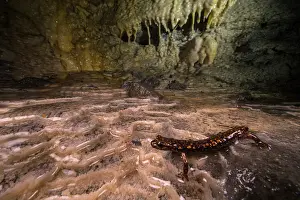 Strinati's cave salamander (Speleomantes strinatii) walking on a wet calcarous substrate inside a cave, Genoa, Italy. Endangered