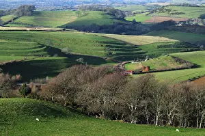 Iron Age Prints: Strip lynchets above Loders, as seen from Shipton Hill, Dorset, England, UK. January, 2009