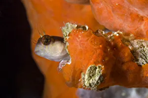 Striped blenny (Parablennius rouxi) looking out of hole in rock covered with encrusting sponge
