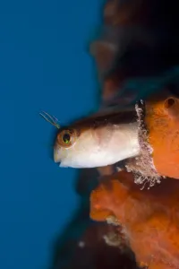 Sponges Prints: Striped blenny (Parablennius rouxi) looking out of a hole in a rock covered with encrusting sponge