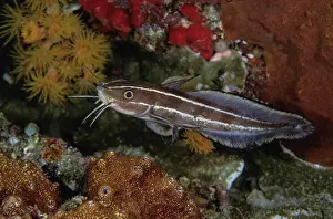 Lembeh Strait Prints: Striped catfish (Plotosus lineatus) foraging at night on the reef