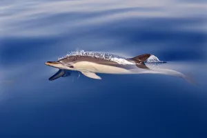 Striped Dolphin (Stenella coeruleoalba) in the strait of Gibraltar, Spain