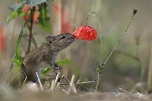 Striped Field Mouse (Apodemus agrarius) and Corn Poppy (Papaver rhoeas). Lublin Highland