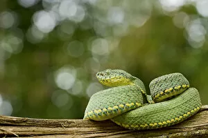 Two striped forest pitviper (Bothriopsis bilineata) curled up on log, Yasuni National Park
