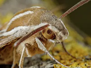 Umbria Prints: Striped hawkmoth (Hyles livornica) portrait, Podere Montecucco, Umbria, Italy. May