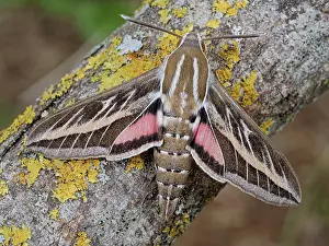 Animal Markings Prints: Striped hawkmoth (Hyles livornica) resting on a branch