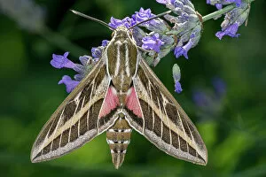 Hexapod Gallery: Striped hawkmoth (Hyles livornica) resting on a flower, caught using a MV light trap, Umbria