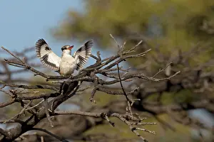 Kingfisher Prints: Striped kingfisger (Halcyon chelicuti) perched on branch