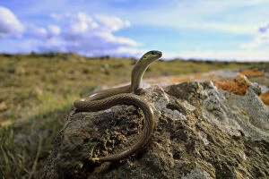 Striped legless lizard (Delma impar) female, in volcanic plain near Reedesdale in central Victoria